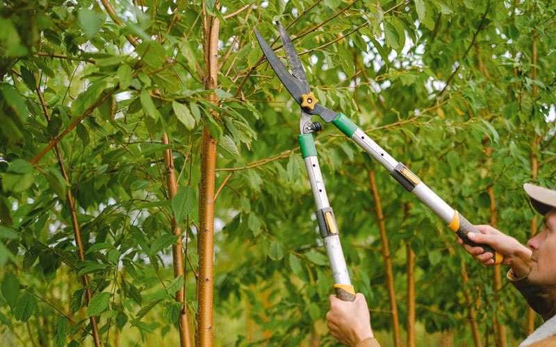 Tree trimming in Catawissa, PA